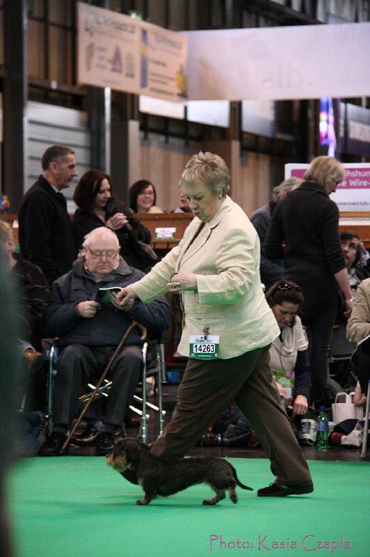 Crufts2011_2 1376.jpg